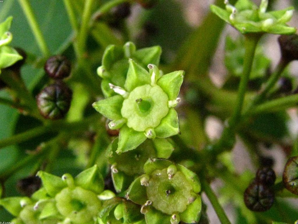 ឧបករណ៍បាញ់ត្រី: ការប្រើប្រាស់និងអត្ថប្រយោជន៍